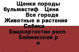 Щенки породы бульмастиф › Цена ­ 25 000 - Все города Животные и растения » Собаки   . Башкортостан респ.,Баймакский р-н